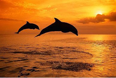 《数码宝贝物语》表现优异 玩家喊话Game Freak